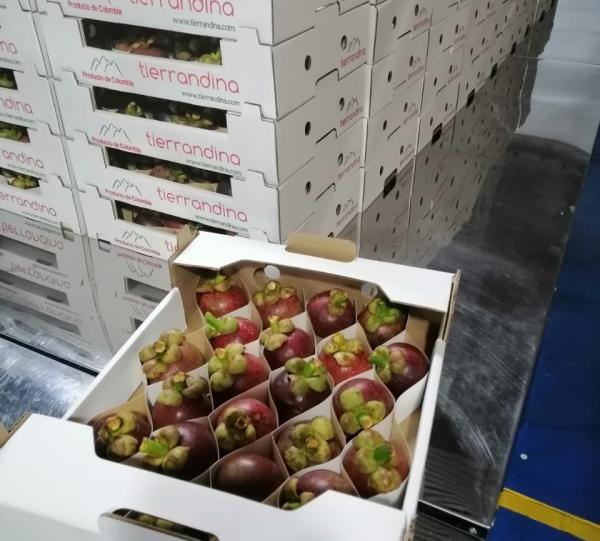 Mangosteen - Garnicia mangostana Image