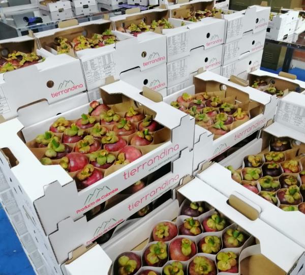 Mangosteen - Garnicia mangostana Image