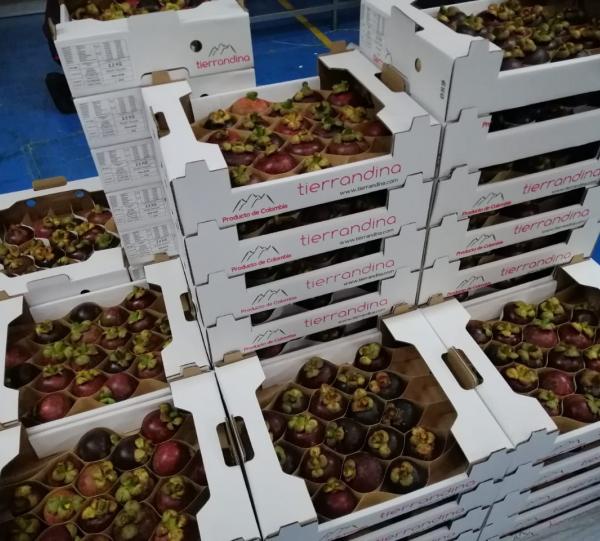 Mangosteen - Garnicia mangostana Image