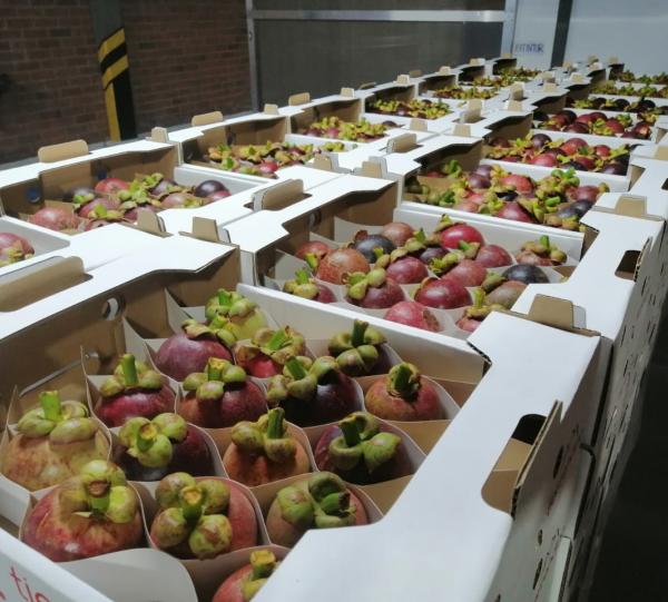 Mangosteen - Garnicia mangostana Image