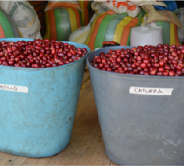 UGQ Special Coffee cup score 83-84 Image