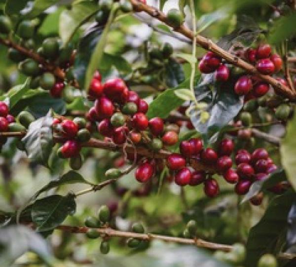 Specialty coffee Single Origin Huila, Geisha variety 86+ Image