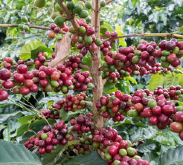 Specialty coffee Single Origin Huila, Blend 85+ Image