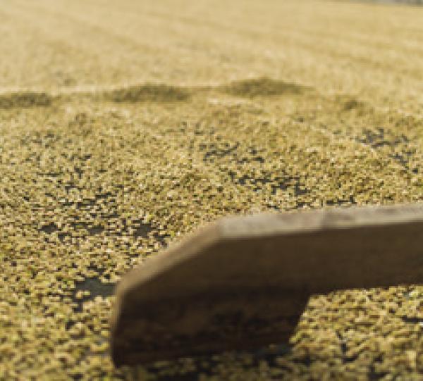 UGQ Clean Cup Coffee cup score 80-83 Image