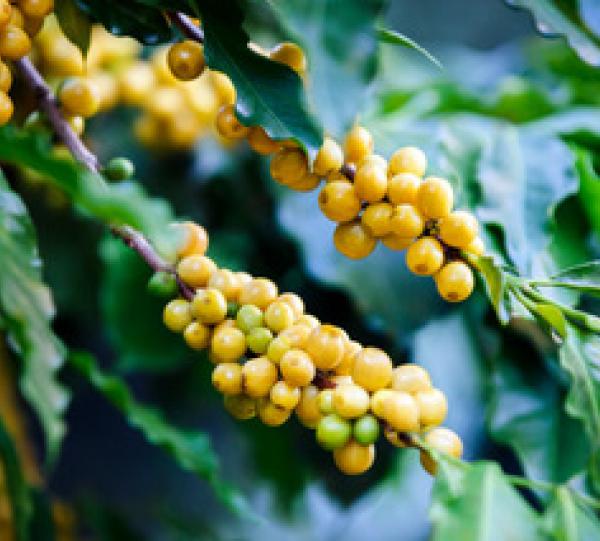 Specialty coffee Single Origin Huila, Variety Colombia 84.5 Image