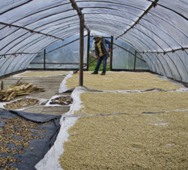 Specialty coffee Single Origin Huila, Geisha variety 86+ Image