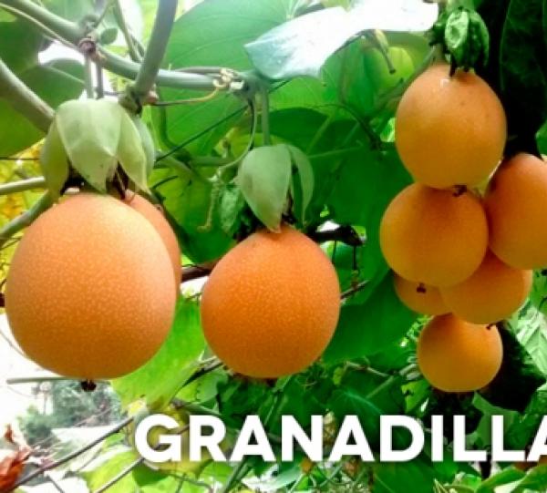Granadilla Image