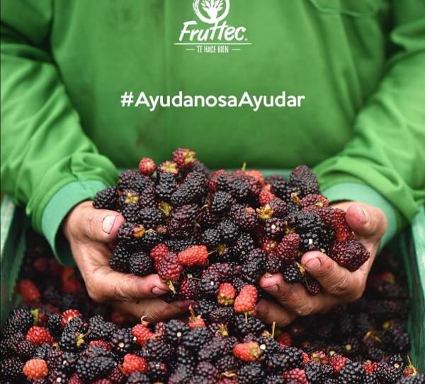 Frozen blackberry pulp Image