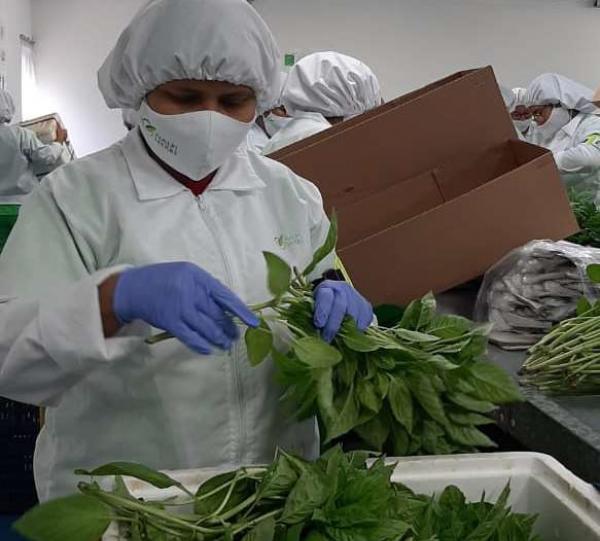 Fresh basil Image