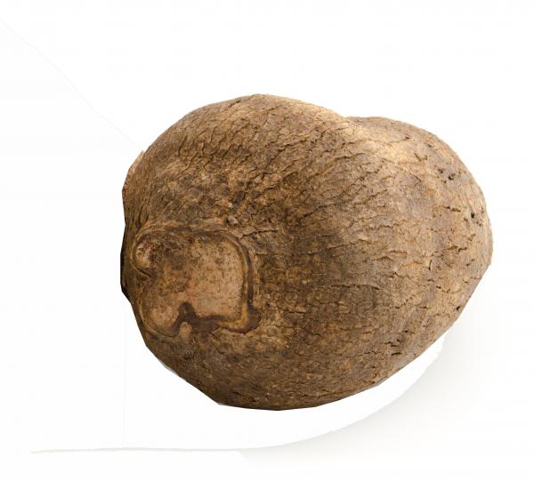 WHITE YAMS Image