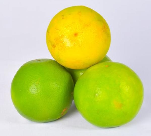 VALENCIA ORANGE (CITRUS X SINENSIS) Image