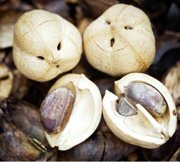 Cacay Nuts Image