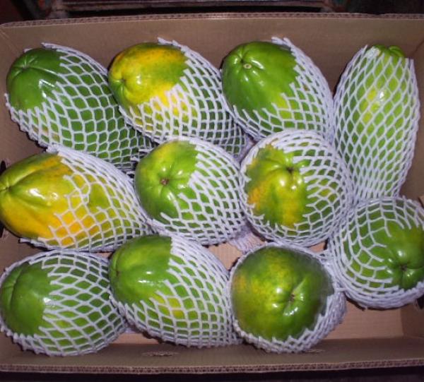 PAPAYA Image