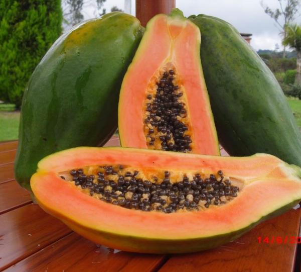 PAPAYA Image