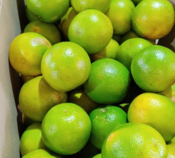 Valencia Orange Image