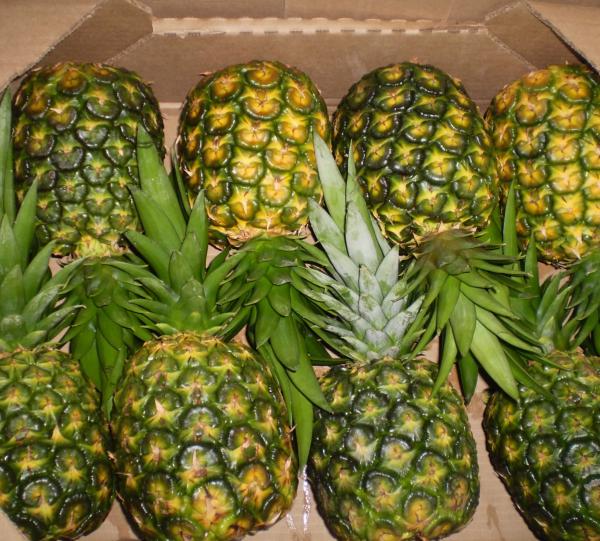 PIÑA GOLD | CIFRUITEXPORTLB SAS| Colombian B2B Marketplace