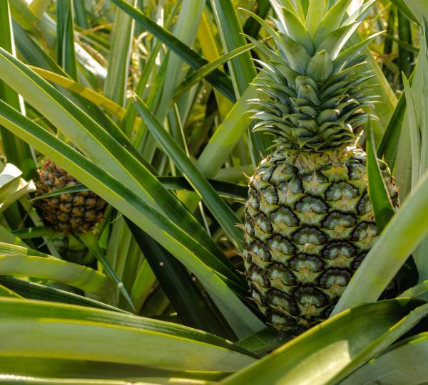 Dehydrated organic pinapple Image