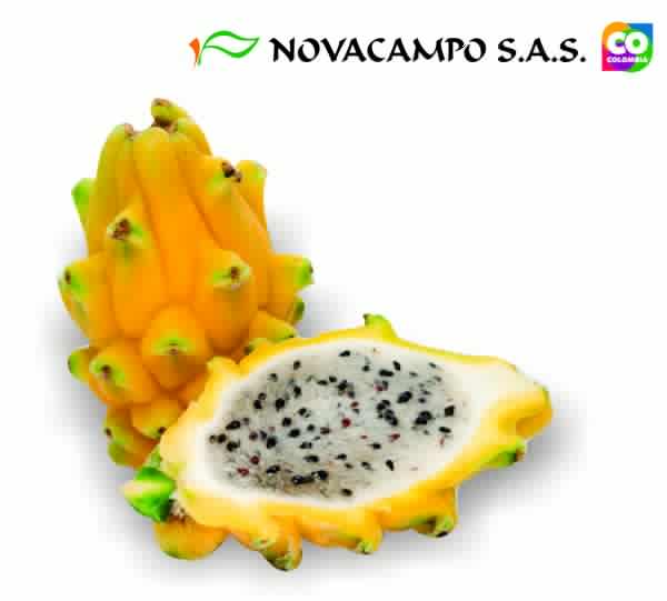 Pitahaya Image