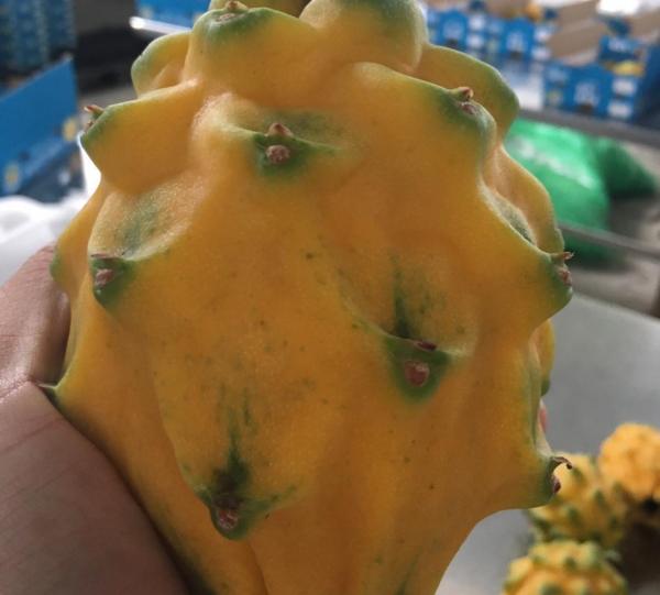 Pitahaya Image