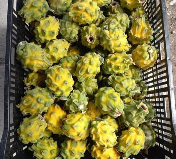 Yellow Dragon fruit Image