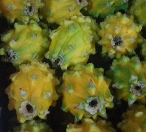 Pitahaya Image