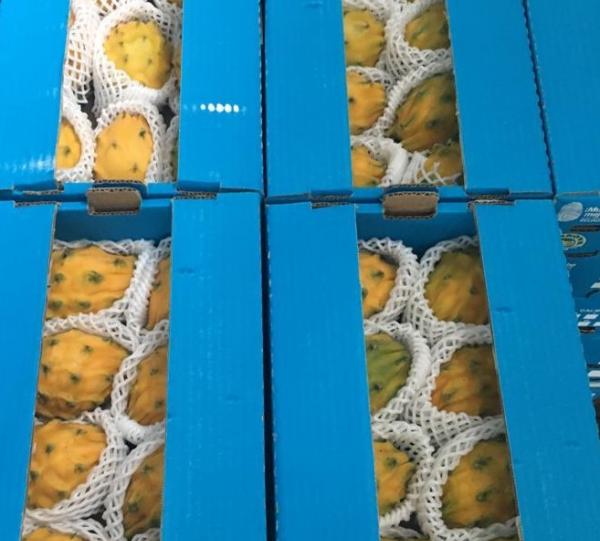 Pitahaya Image