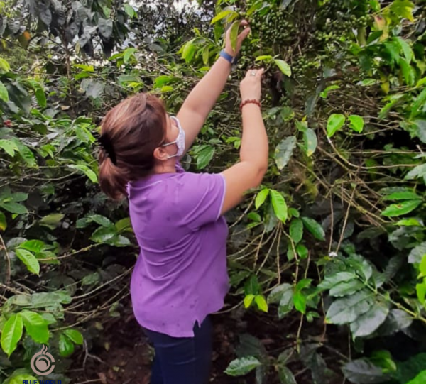 Roasted Coffee Ground Image