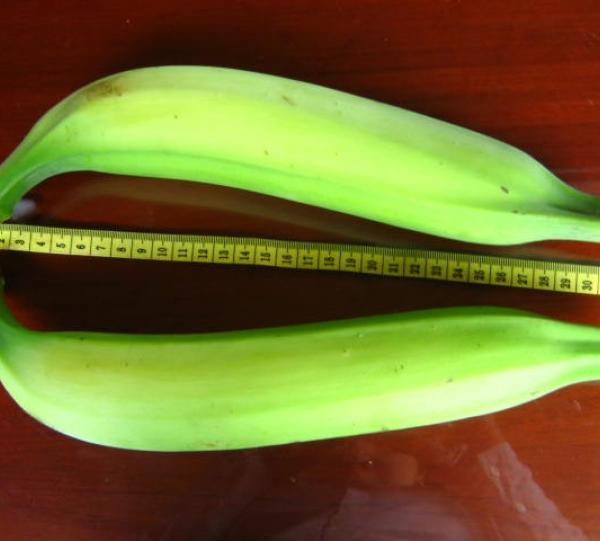 PLANTAIN Image