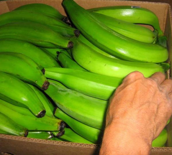 PLANTAIN Image