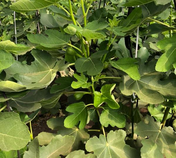 Black Mission Fig Image