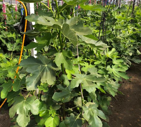 Black Mission Fig Image