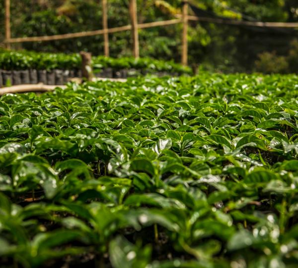 Doña Juana Green specialty Colombian coffee beans Image