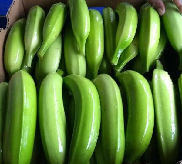 Platano Harton Image