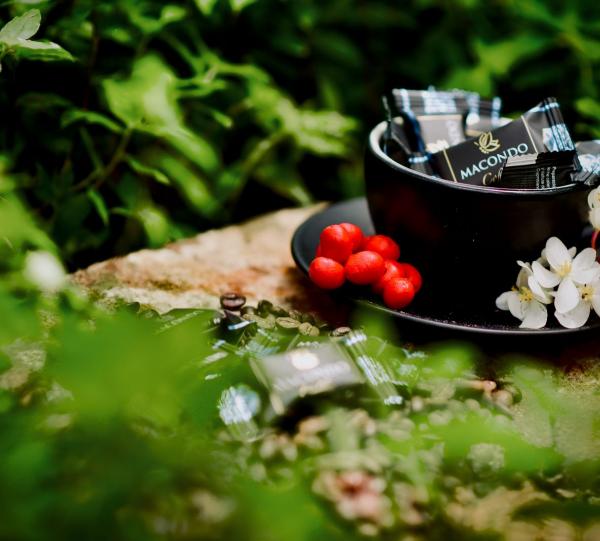 macondo coffee cubes Image