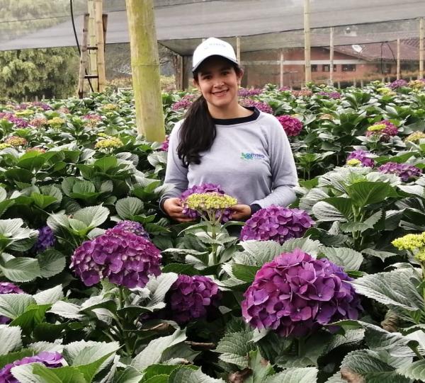 Hydrangea macrophylla Image