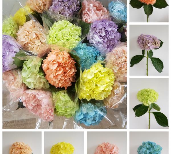 Hydrangea macrophylla Image