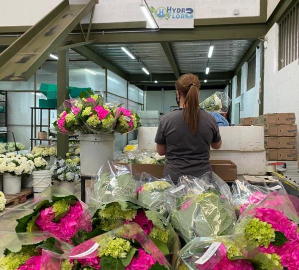 Hydrangea macrophylla Image