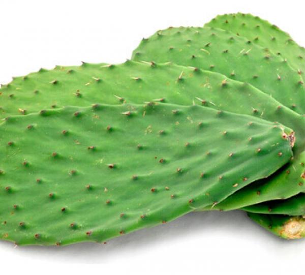 Nopal Image