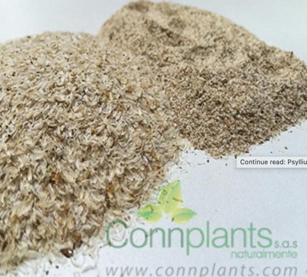 Psyllium Image