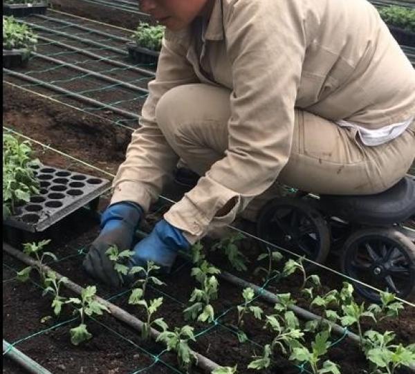 TAVITA rolling short Image