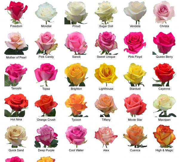 ROSA NEGRA. - Foro de InfoJardín  Rosas negras, Flores bonitas, Rosas  bonitas