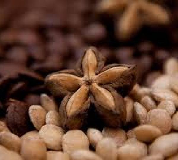 Seed Sacha Inchi in shell Image