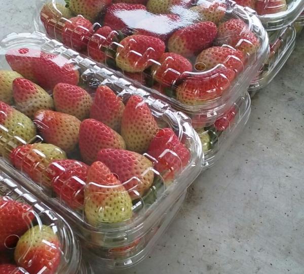 Fresh and Frozen Strawberry Image