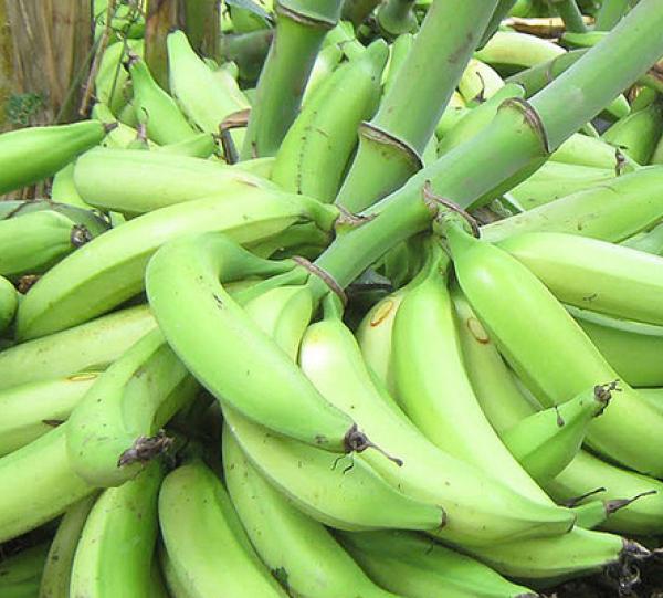 PLATANO HARTON Image