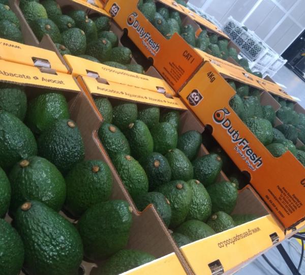 Aguacate hass Green SuperFood Colombian B2B Marketplace