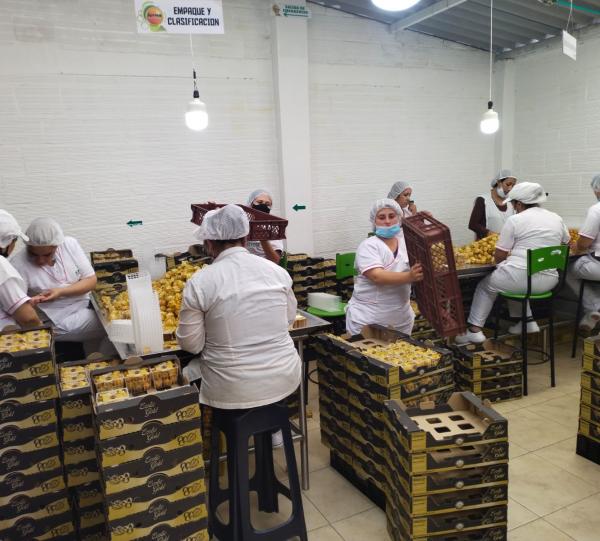 PHYSALIS BEEREN Image