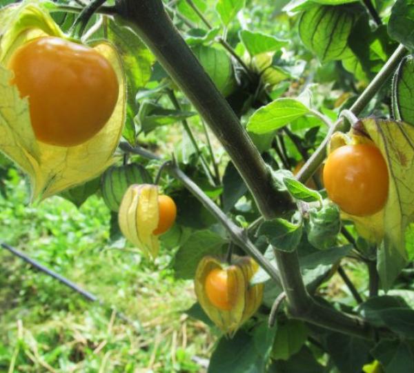 Goldenberry (Physalis) Image