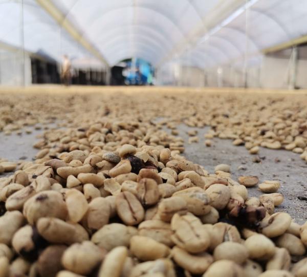 Green Coffee Bean - Standard and Specialty Image