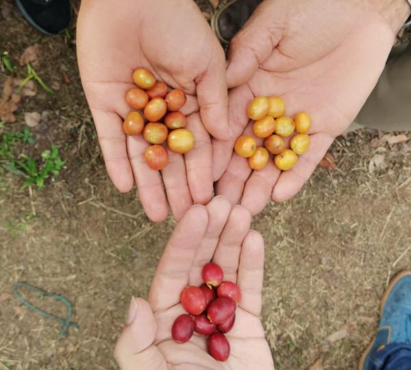Green Coffee Bean - Standard and Specialty Image