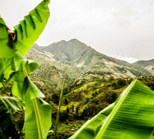 Don Diaz Green specialty Colombian coffee beans Image